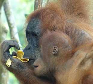 Orang Utan