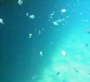 Viele schöne Fische