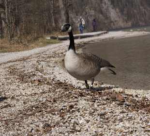 Tiere auf der Halbsinsel St. Bartholomä