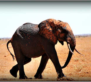 Czerwony słoń z Tsavo 