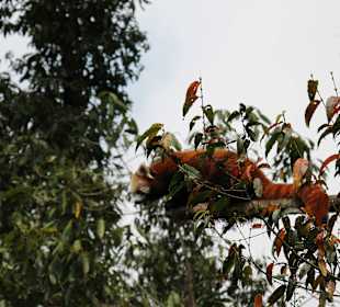 Padmaja Naidu Himalayan Darjeeling Zoo