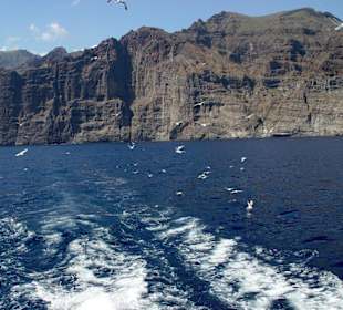 Los Gigantes Felsen und Möwen