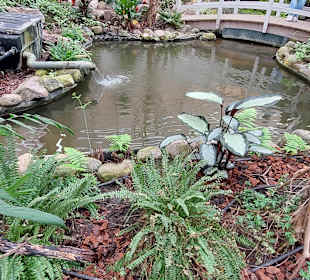 Schmetterlingsgarten