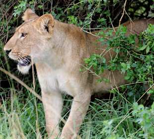 Löwenrudel im Murchison Falls NP