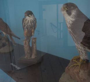 Museum Rosenburg
