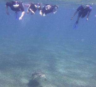 Schwimmen mit Schildkröten