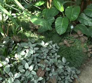 Gewächshäuser Botanischer Garten