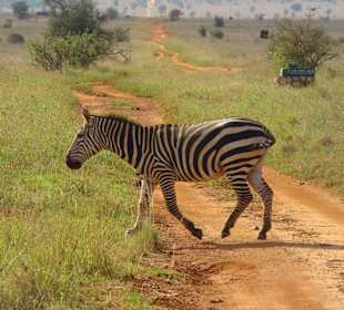 Safari