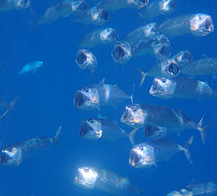 Schnorcheln Abu Dabbab