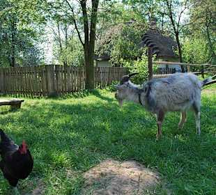 Zwierzęta w zagrodach