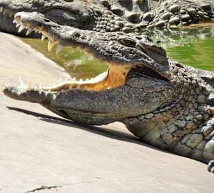 Krokodile im "Croc Parc"