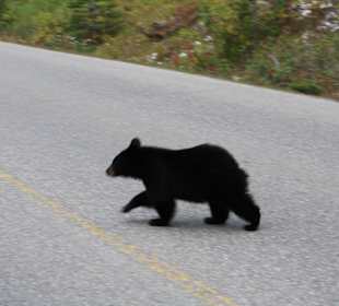 Auf dem Weg zum Maligne Lake