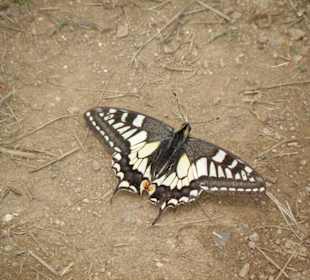 Farfalla