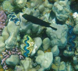 Schnorcheln El Quseir