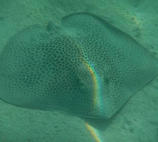 Leopardrochen ohne Schwanz