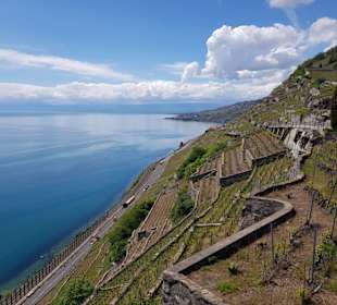 Weinberger im Lavaux