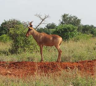 Tsavo West Nationalpark