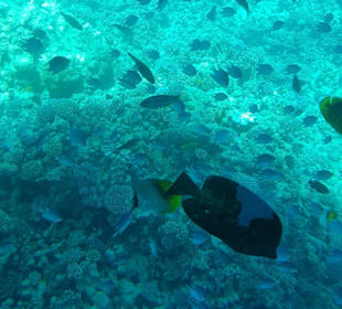 U-Boot Tour Hurghada