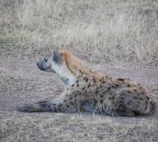 Hyäne