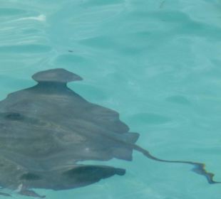 Schwimmen mit Rochen