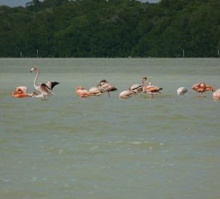 Selbst mit einem starken Tele, die Vögel sind weit
