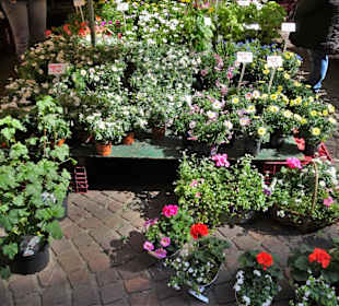 Rundgang über den Bremer Blumenmarkt im Frühling