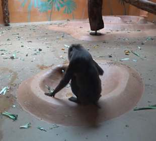 Tierpark Hellabrunn - Welt der Affen