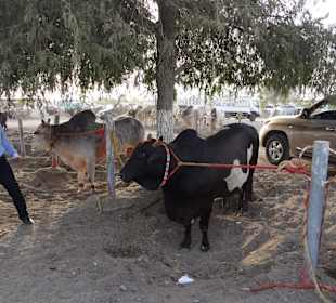 Vereinigte Arabische Emirate