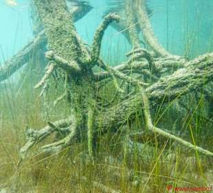 Lagune Bacalar
