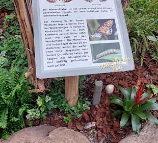 Schmetterlingsgarten