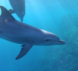 Delfinschwimmen El Quseir