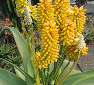 Parque Botánico de Maspalomas 13-02-2013