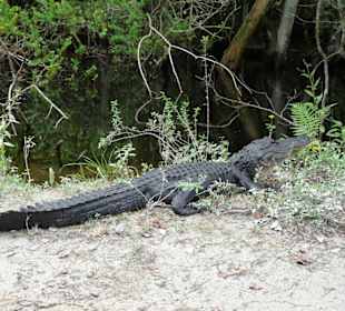 Cyprress National Preserve