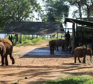 Der Kleine Elefant steht beleidigt in der Ecke...