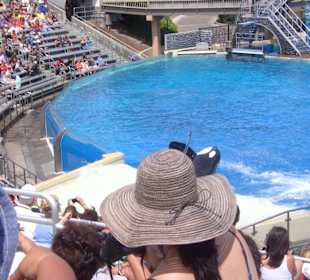 Sea World 