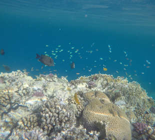 Schnorcheln Marsa Alam