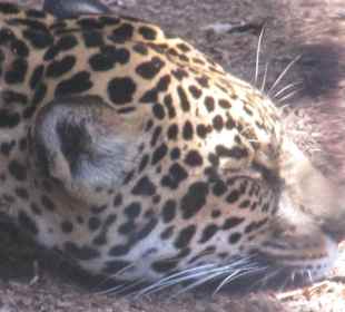 San Diego Zoo