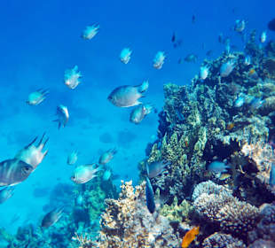 Korallenriff Insel Mahmya