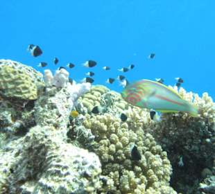 Hausriff vom Hotel Reef Oasis Blue