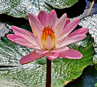 Botanischer Garten Puerto de la Cruz