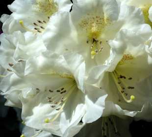 Spaziergang durch den Rhododendronpark Westerstede