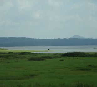 Elefantenreiten Sigiriya