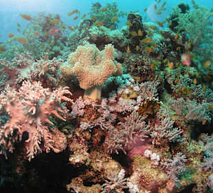 Schöner Korallenblock