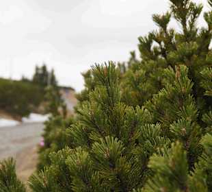 Berg Schneekoppe/Śnieżka