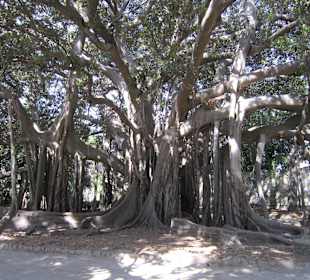 Ficus