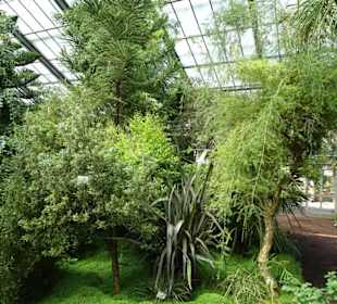 Im Palmenhaus des Botanischen Gartens