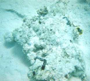 Dolphintour mit Oototo zum Zweiten