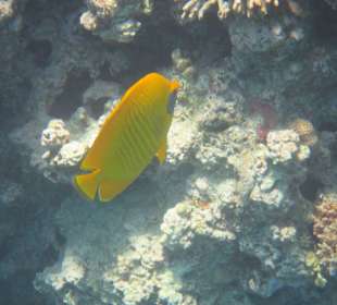 Hausriff Arabia Azur