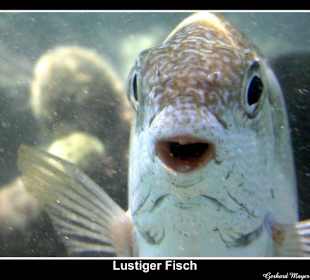 Club Makadi / Makadi bay / Ägypten