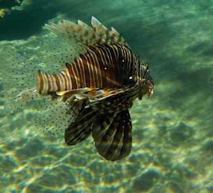 Rotfeuerfisch am Riff